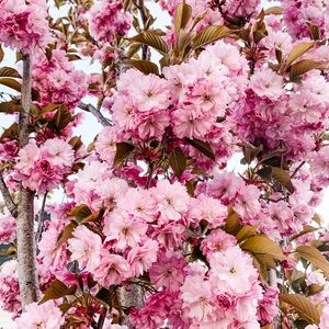 Meet your Posher, Erika